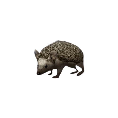 Long-eared Hedgehog